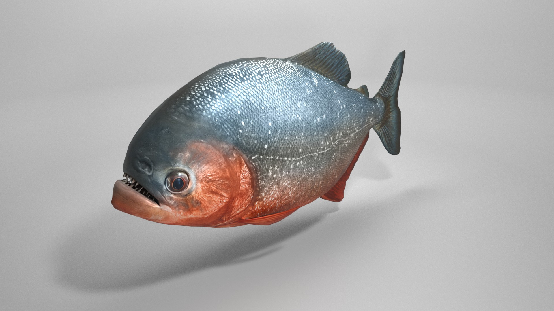 3D Piranha - TurboSquid 1923467