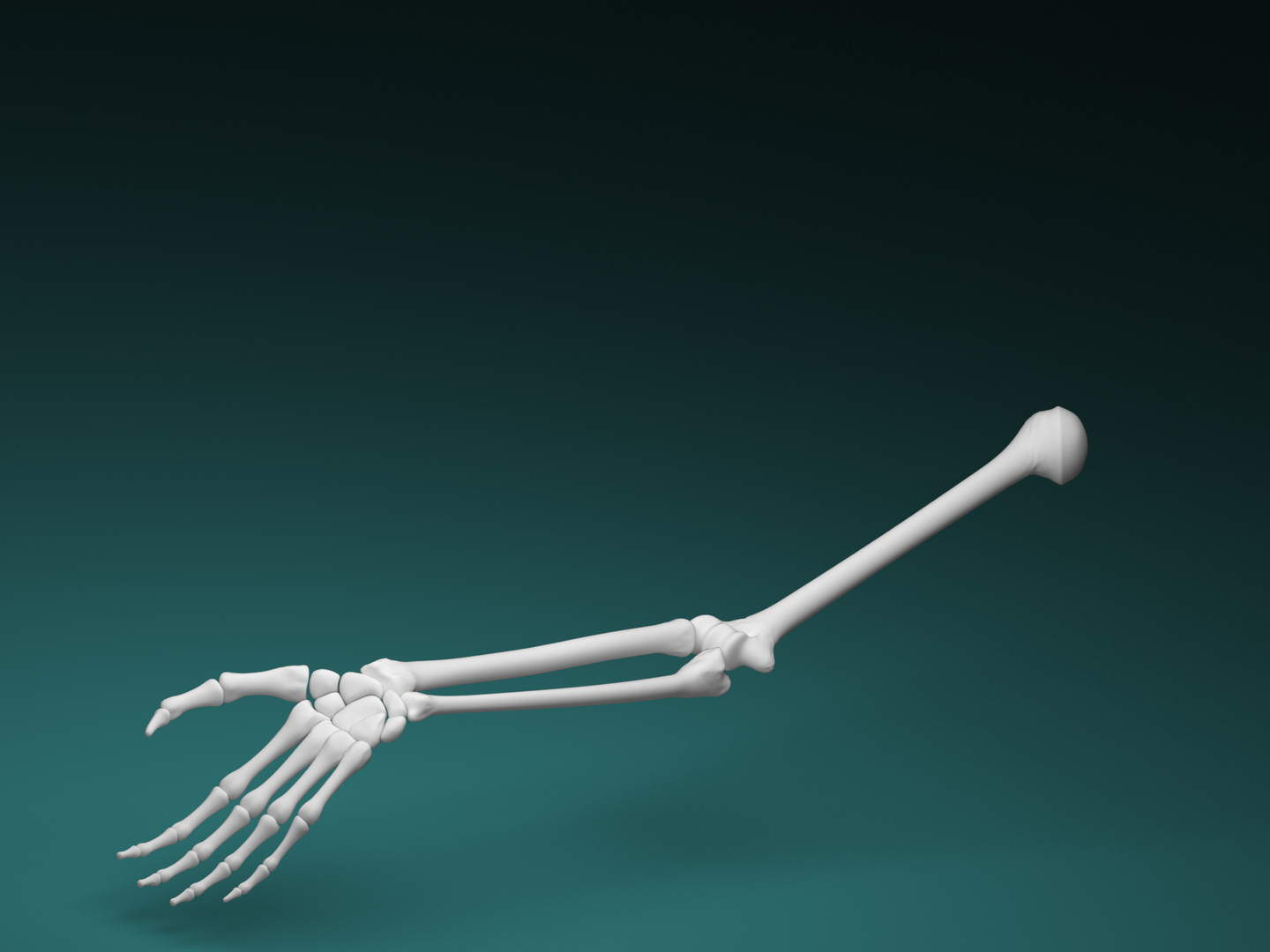 3D Arm Skeleton - TurboSquid 1642351
