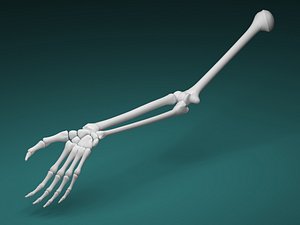 3D arm skeleton