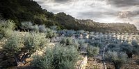 3d Olive tree X 5 pack!