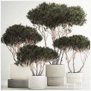 Set Trees in flowerpots topiary pine for decor 1215 model