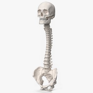 Bone Skull and Cervical Spine Fixation 3D model