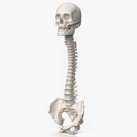 Bone Skull and Cervical Spine Fixation