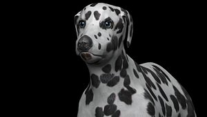 fully rigged low polygon black and brown dalmatian dog