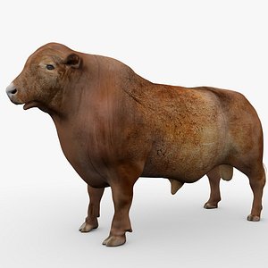 3D RED ANGUS Rigged L2073