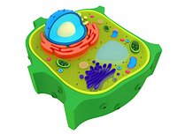 Plant Cell