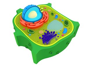Plant Cell