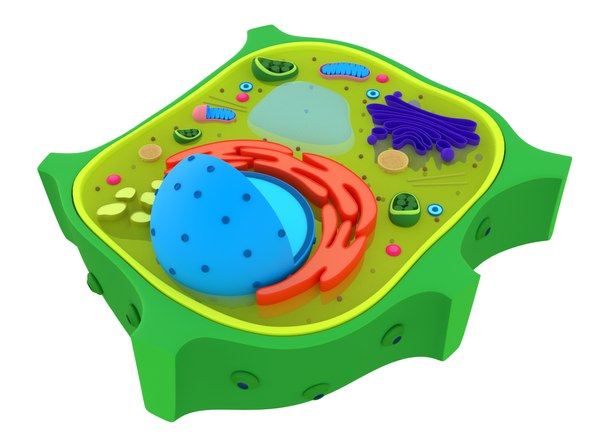 Plant cells 3D model - TurboSquid 1449619