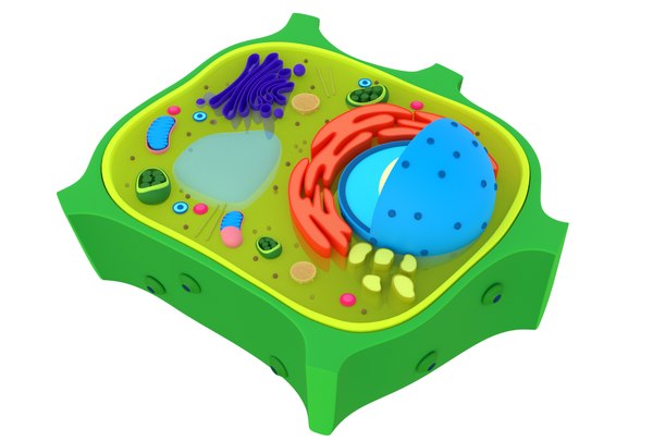 Plant cells 3D model - TurboSquid 1449619