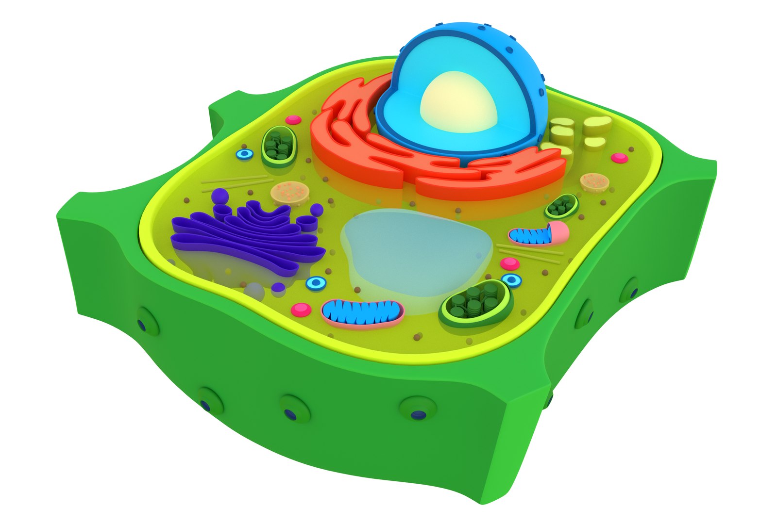 Plant Cells 3D Model - TurboSquid 1449619