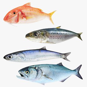 Small Fish 4 in 1