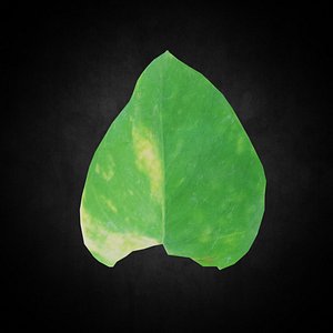 Low Poly Leaf 062