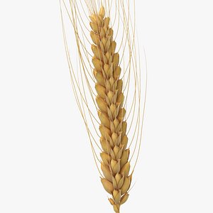 3D wheat branch 03 model