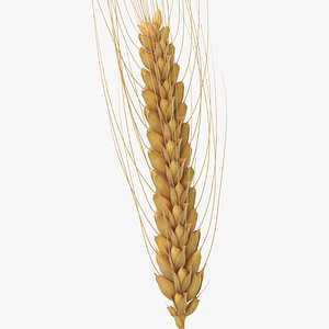 Wheat Branch 03