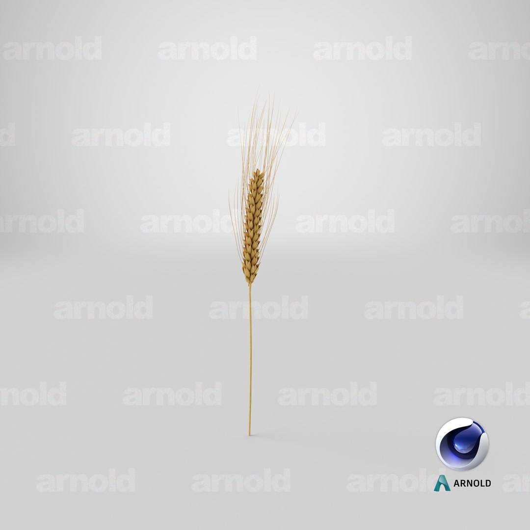 3D wheat branch 03 model https://p.turbosquid.com/ts-thumb/vJ/80ktuf/LS/stemcell_cinema_4d_arnold_render/png/1625843806/1920x1080/fit_q87/4d085896e3e4cedc60f9dbb53bdfc60b928bef5f/stemcell_cinema_4d_arnold_render.jpg