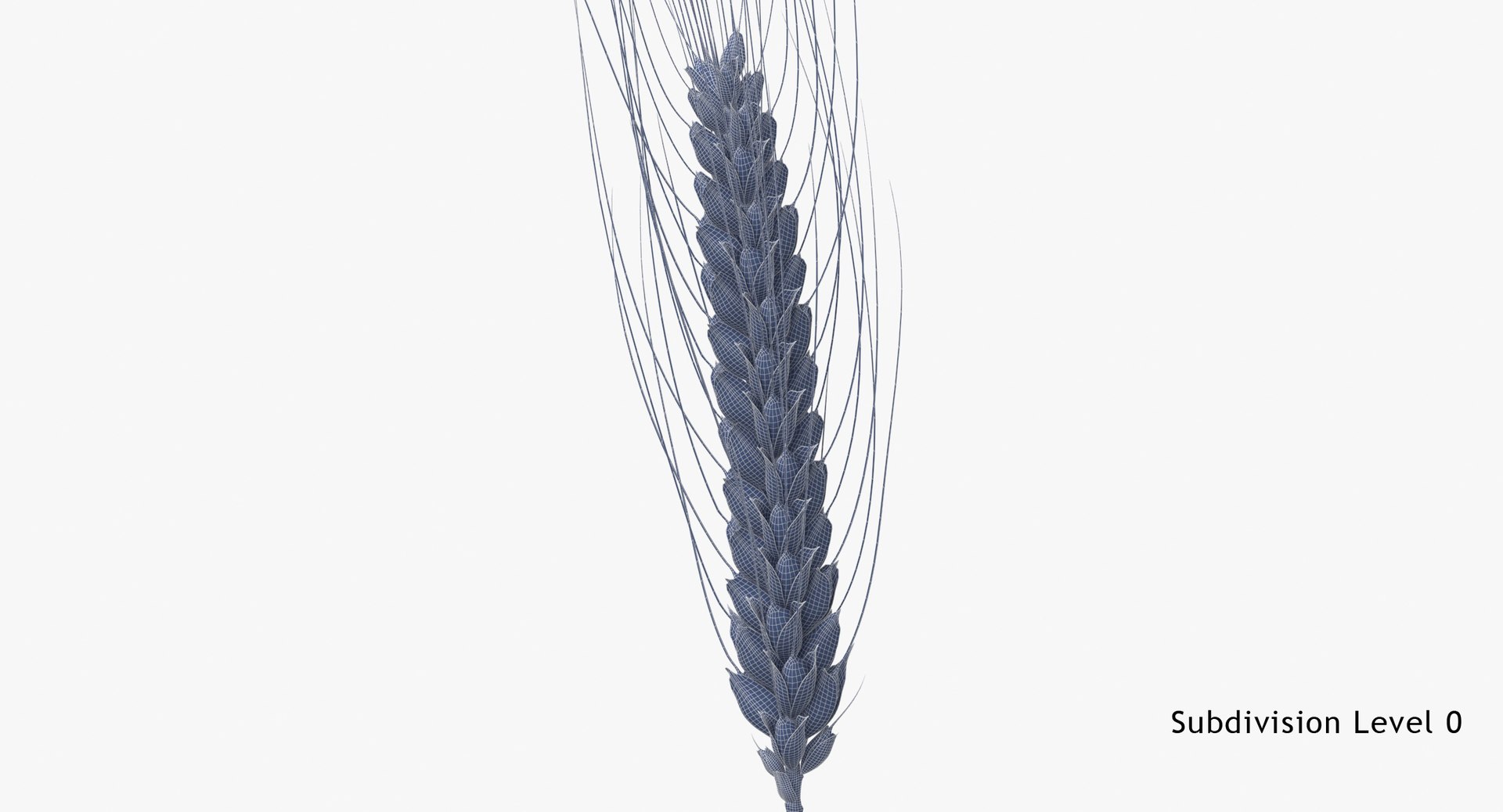 3D wheat branch 03 model https://p.turbosquid.com/ts-thumb/vJ/80ktuf/Q2/wheat_branch_03_subdiv0/jpg/1614008157/1920x1080/fit_q87/e806e63d4fc9bc3b8b26e77169d0a575bd3b4fdb/wheat_branch_03_subdiv0.jpg