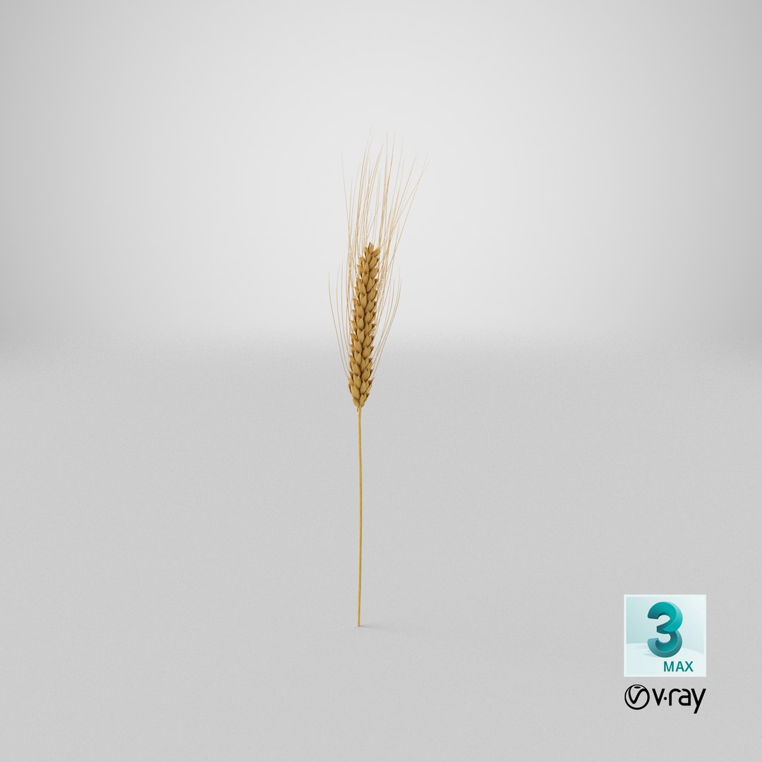 3D wheat branch 03 model https://p.turbosquid.com/ts-thumb/vJ/80ktuf/a1/stemcell_max_vray_render/png/1625843810/1920x1080/fit_q87/c39de379b9df5baca5bced77984f743a4b4c3ab1/stemcell_max_vray_render.jpg