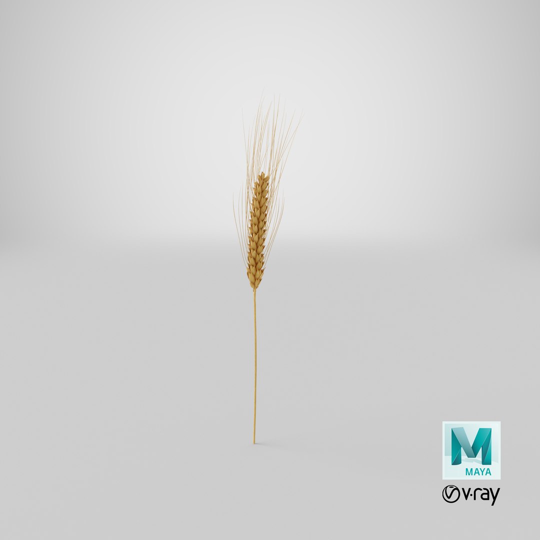 3D wheat branch 03 model https://p.turbosquid.com/ts-thumb/vJ/80ktuf/dO/stemcell_maya_vray_render/png/1625843813/1920x1080/fit_q87/c42bf98de175a28efd97b1c5e4c983ab8144b5da/stemcell_maya_vray_render.jpg