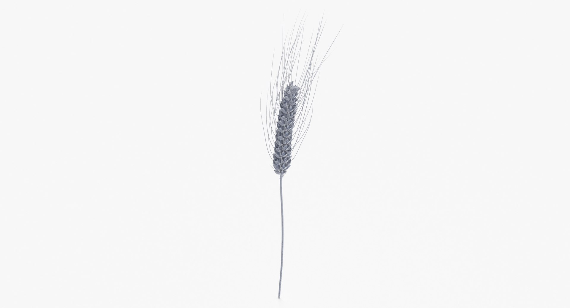 3D wheat branch 03 model https://p.turbosquid.com/ts-thumb/vJ/80ktuf/eH/wheat_branch_03_wireframe_0004/jpg/1614008135/1920x1080/fit_q87/556fc9e2e88bc2cfb8c0ec29f383d8e98771ac7e/wheat_branch_03_wireframe_0004.jpg