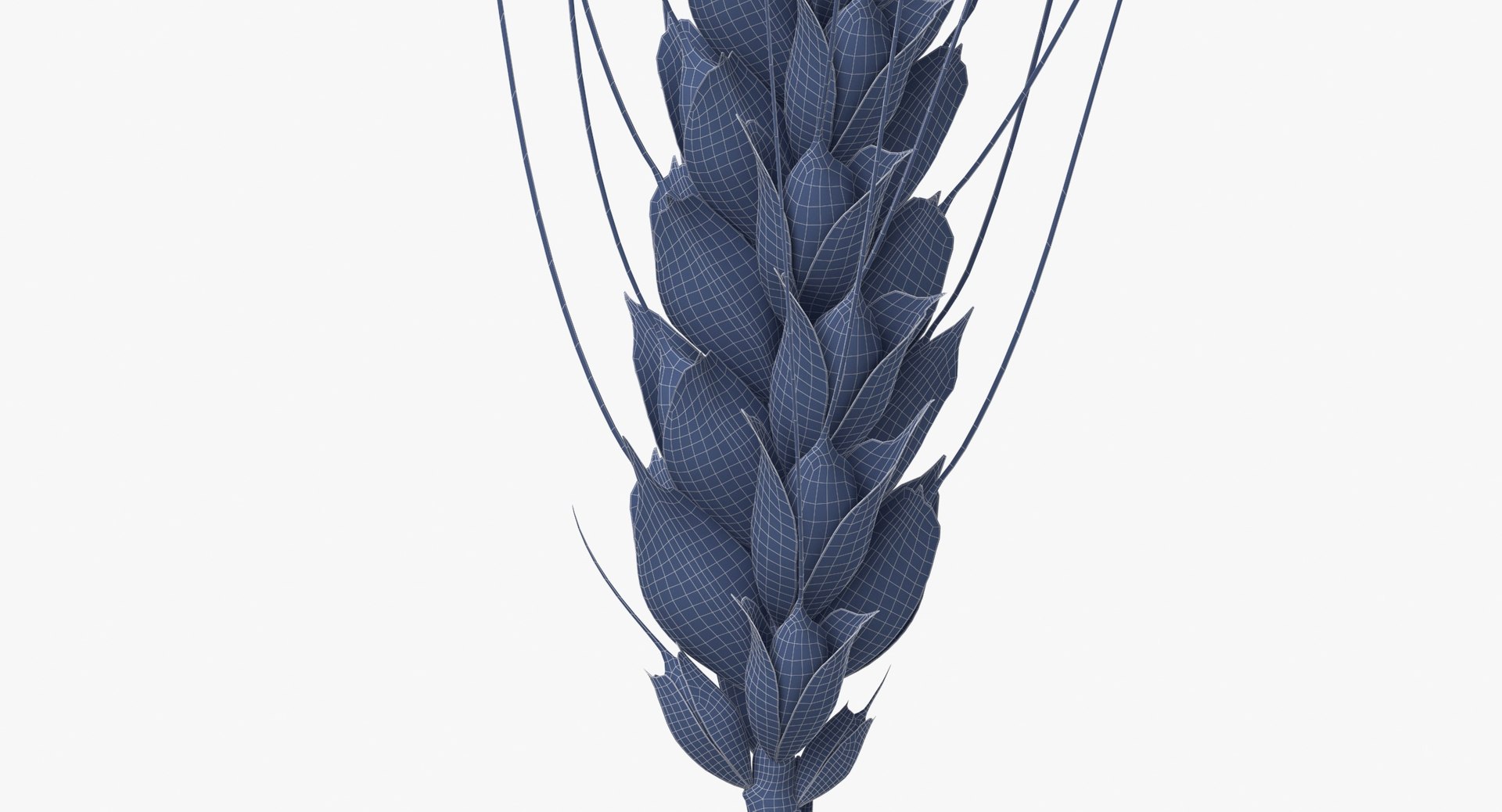 3D wheat branch 03 model https://p.turbosquid.com/ts-thumb/vJ/80ktuf/oj/wheat_branch_03_wireframe_0005/jpg/1614008141/1920x1080/fit_q87/57a74a4d60de17620883b7a1b738c35e8f4287e7/wheat_branch_03_wireframe_0005.jpg