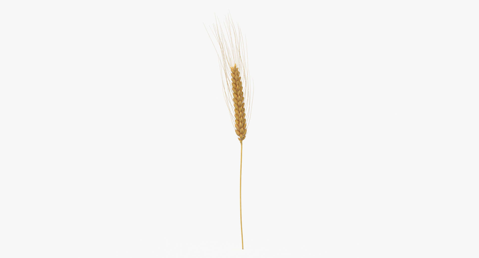 3D wheat branch 03 model https://p.turbosquid.com/ts-thumb/vJ/80ktuf/tR/0000/jpg/1614007927/1920x1080/turn_fit_q99/e37a09695809fbff9d6388e8d8e991791e6b6d5e/0000-1.jpg