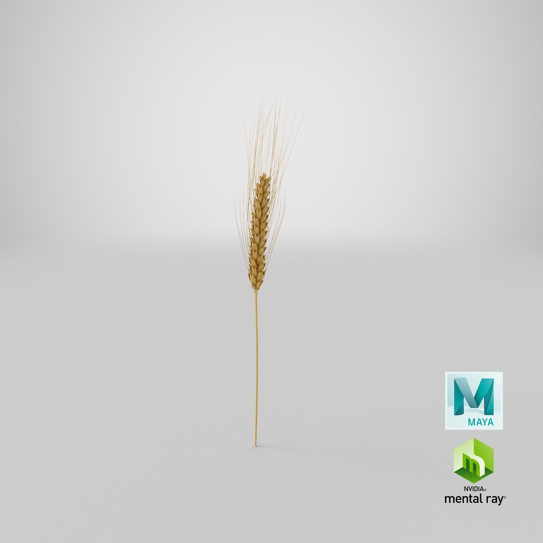 3D wheat branch 03 model https://p.turbosquid.com/ts-thumb/vJ/80ktuf/tm/stemcell_maya_mental_ray_render/png/1625843812/1920x1080/fit_q87/8c1852934ab80507339b3b5f724ddbb57cc6a0d6/stemcell_maya_mental_ray_render.jpg