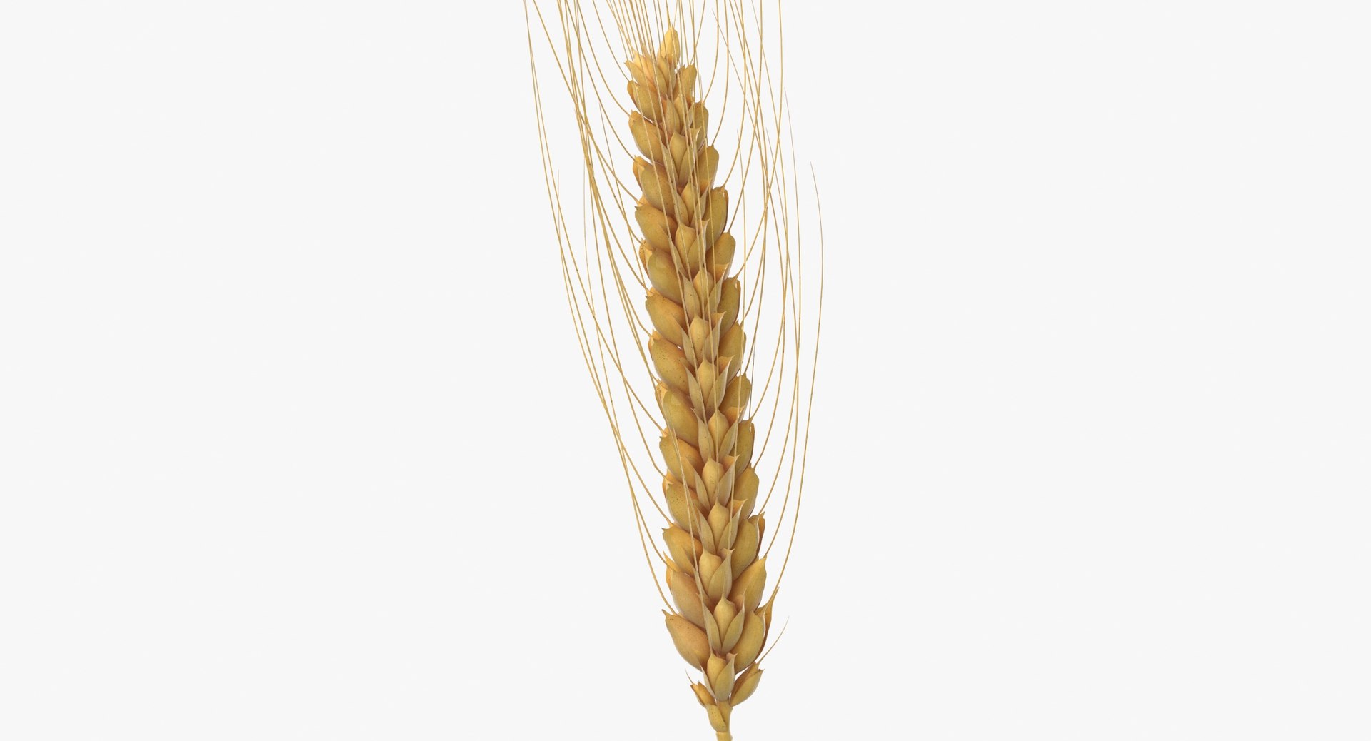 3D wheat branch 03 model https://p.turbosquid.com/ts-thumb/vJ/80ktuf/w3/wheat_branch_03_thumbnail_0002/jpg/1614007919/1920x1080/fit_q87/208bcce33cb856daee9675ca5f96861f8b878ba5/wheat_branch_03_thumbnail_0002.jpg