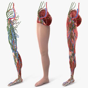 Leg Skin and Anatomy Asian Female