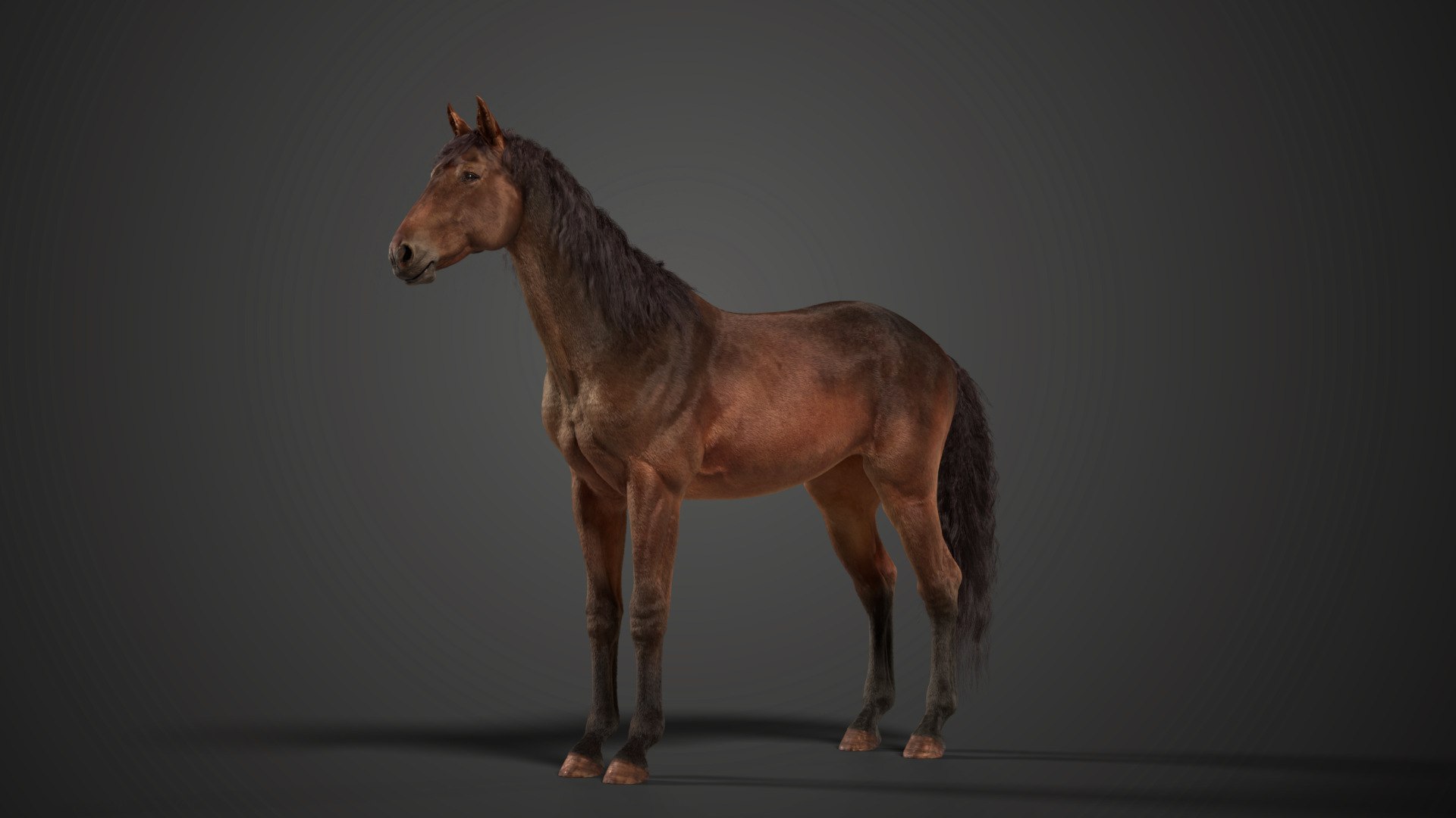 Brown Horse Animation VFX Grace 3D model https://p.turbosquid.com/ts-thumb/vJ/8UPT5E/4F/jw0n6d00_horse_brown_effectmap01/jpg/1696273012/1920x1080/fit_q87/32a2985e6e9eeaeab133faabc49aef06aaef34af/jw0n6d00_horse_brown_effectmap01.jpg
