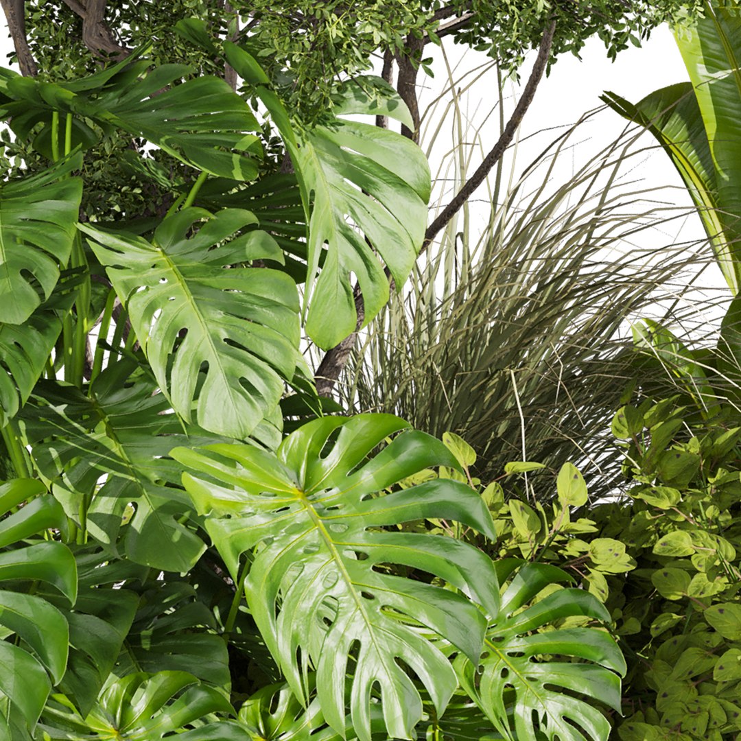 plant vol 807 - garden - leaf - banana - tree 3D https://p.turbosquid.com/ts-thumb/vJ/AFTSGN/vx/5/jpg/1767125294/1920x1080/fit_q87/cf8bf115194db908ff40e80e980359f06e09359c/5.jpg