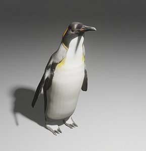 3D King penguin model
