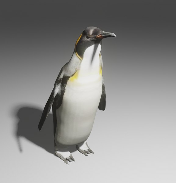 Modelo De Pinguim Penguin Argentina Added A New Photo. Penguin