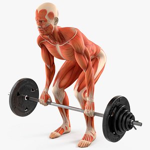 Anatomy Male Muscular System Deadlift Animated Rigged for Cinema 4D model