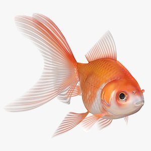 3D Goldfish Red White Veiltail 8K model