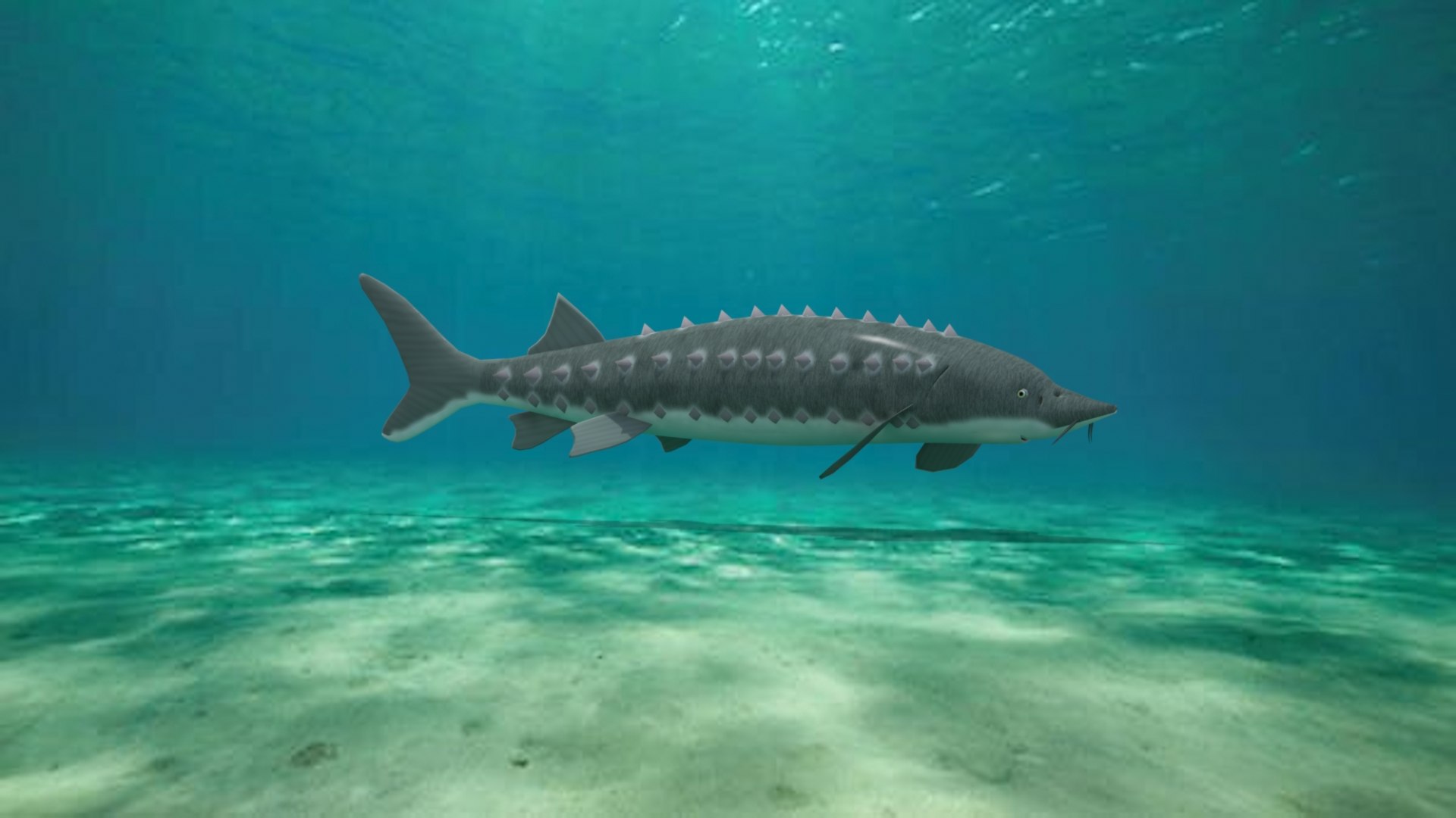 Chinese Sturgeon 3D Model - TurboSquid 1984722