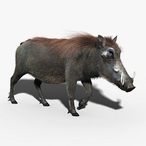 3d warthog fur hair animation model
