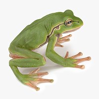 Green Tree Frog Animated