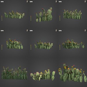 3D 2021 PBR Prickly Pear Collection - Opuntia Engelmannii
