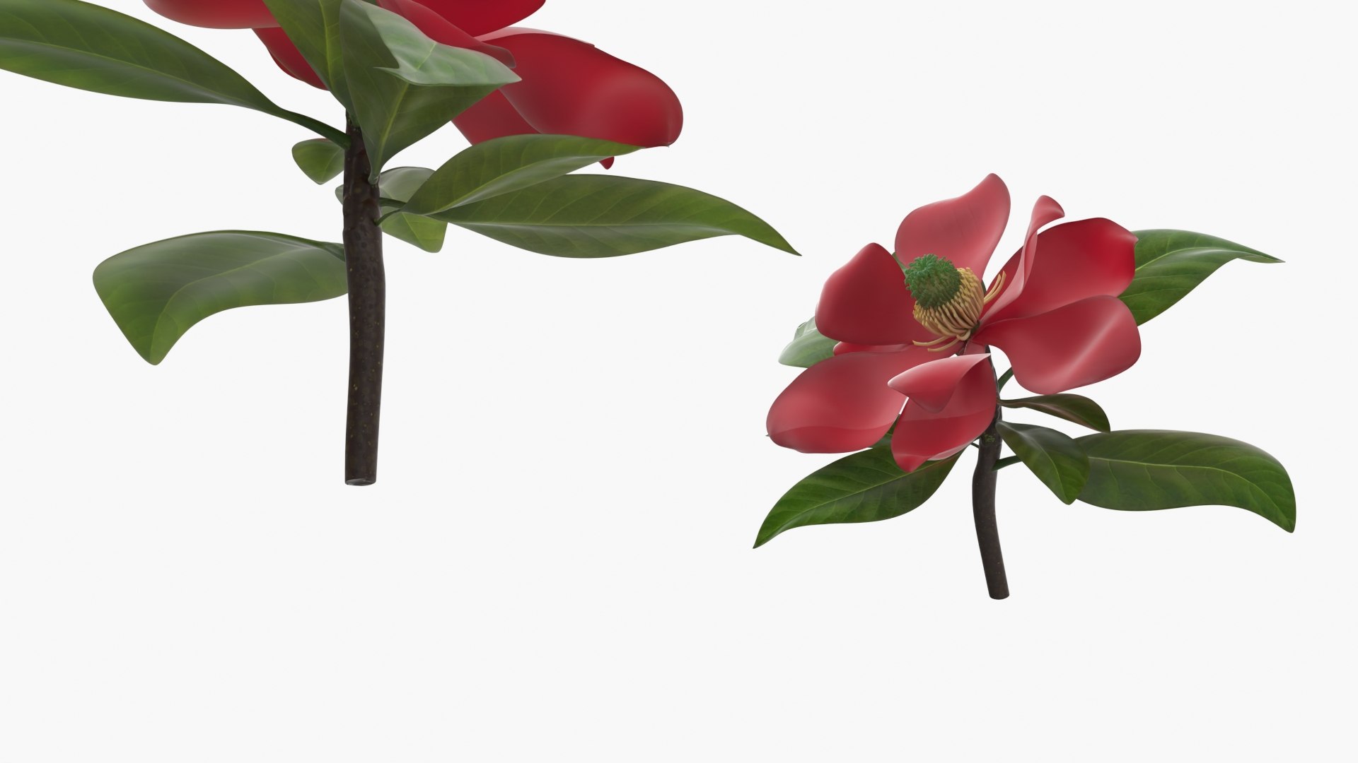 Red Magnolia Flower with Green Leaves 3D model https://p.turbosquid.com/ts-thumb/vK/2ap6m4/Gq/red_magnolia_flower_with_green_leaves_006/jpg/1765522920/1920x1080/fit_q87/c18b519974f4b9f9c4dab8392d741c2eeecad780/red_magnolia_flower_with_green_leaves_006.jpg