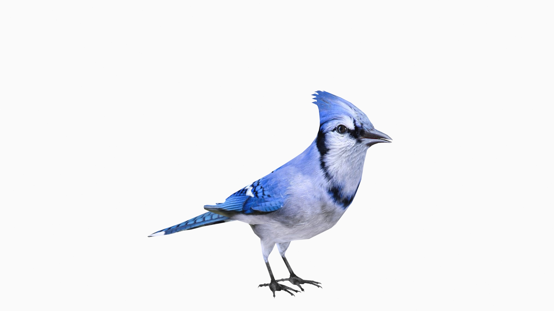 Premium AI Image  3d illustration of stunning beautiful realistic blue jay  bird on dark background
