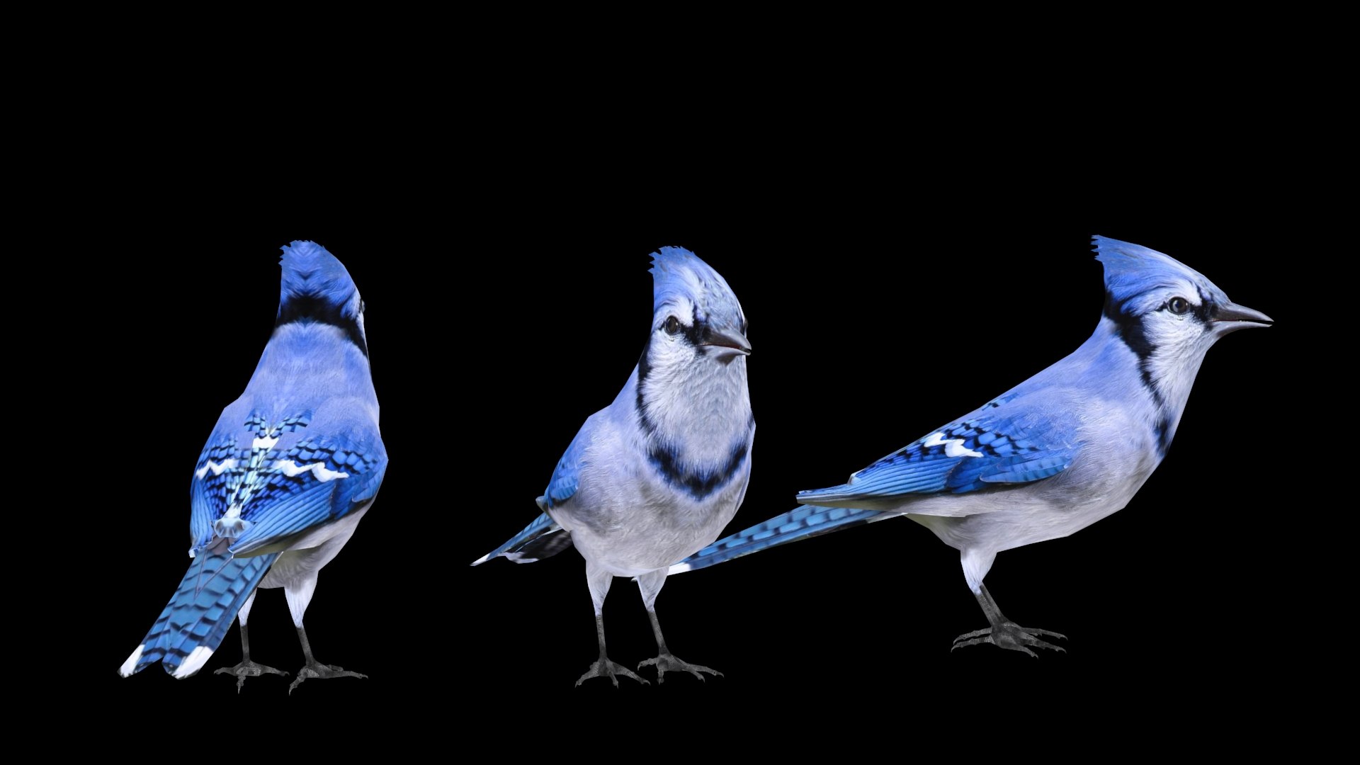 26,064 Blue Jay Images, Stock Photos, 3D objects, & Vectors