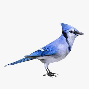 357 Blue Jay Sketch Images, Stock Photos, 3D objects, & Vectors
