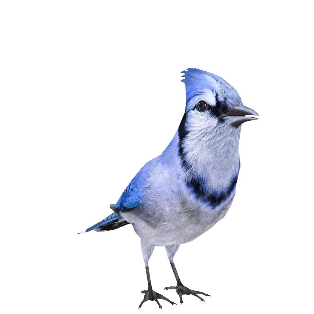 Jay Bird Drawing Beautiful Art - Cartoon Blue Jay Bird, HD Png Download -  600x600 PNG 