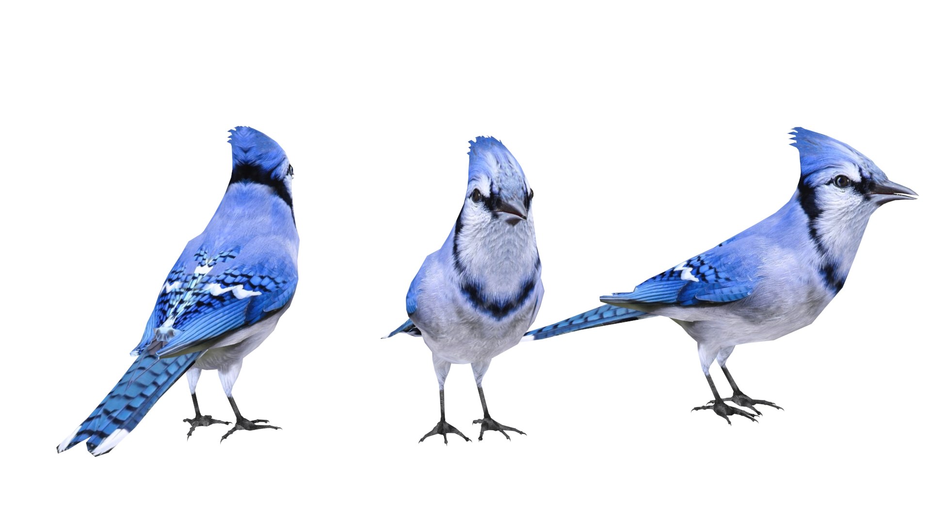 737 Blue Jay Cardinal Images, Stock Photos, 3D objects, & Vectors