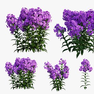 3D phlox paniculata purple