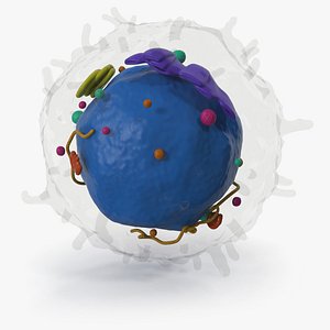 Lymphocyte Blood Cell 3D model
