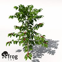 XfrogPlants Coffee