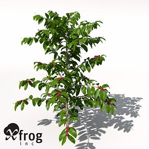 XfrogPlants Coffee