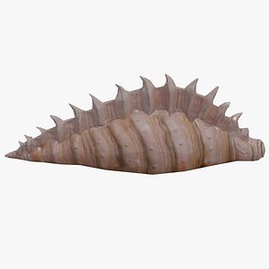 Shell