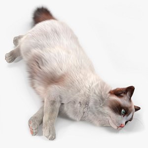 Ragdoll Cat Lying Pose Fur for Cinema 4D
